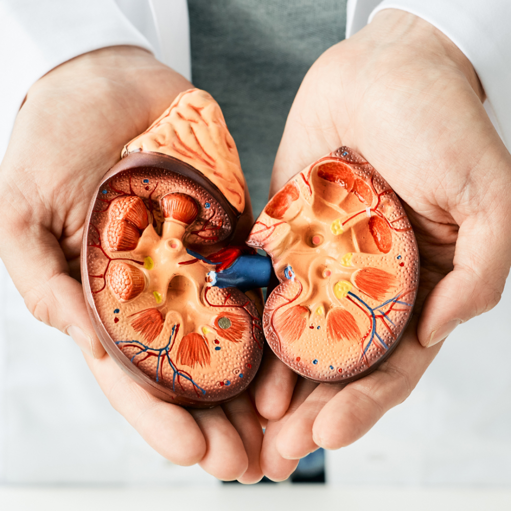 6 Ayurvedic Herbs to Cleanse & Support Kidney Health Naturally